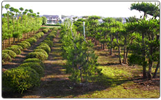 緑化樹木生産場03